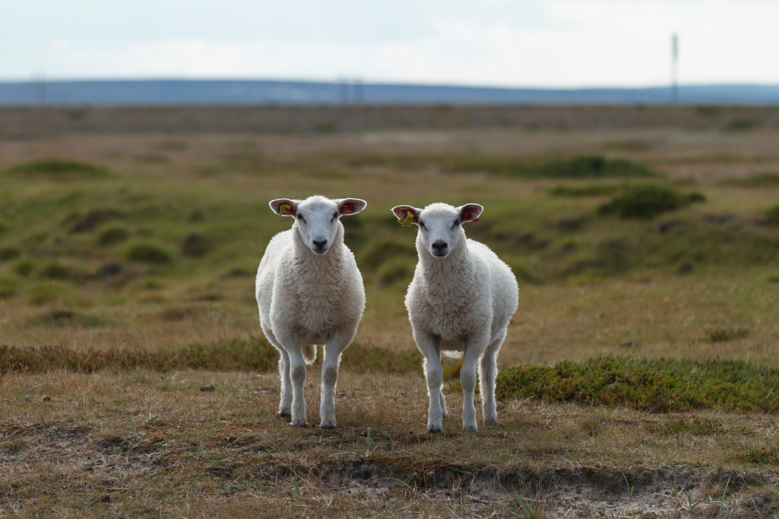 Cultural Christianity vs. Biblical Christianity, sheep vs. goats, 2 Corinthians 13:5