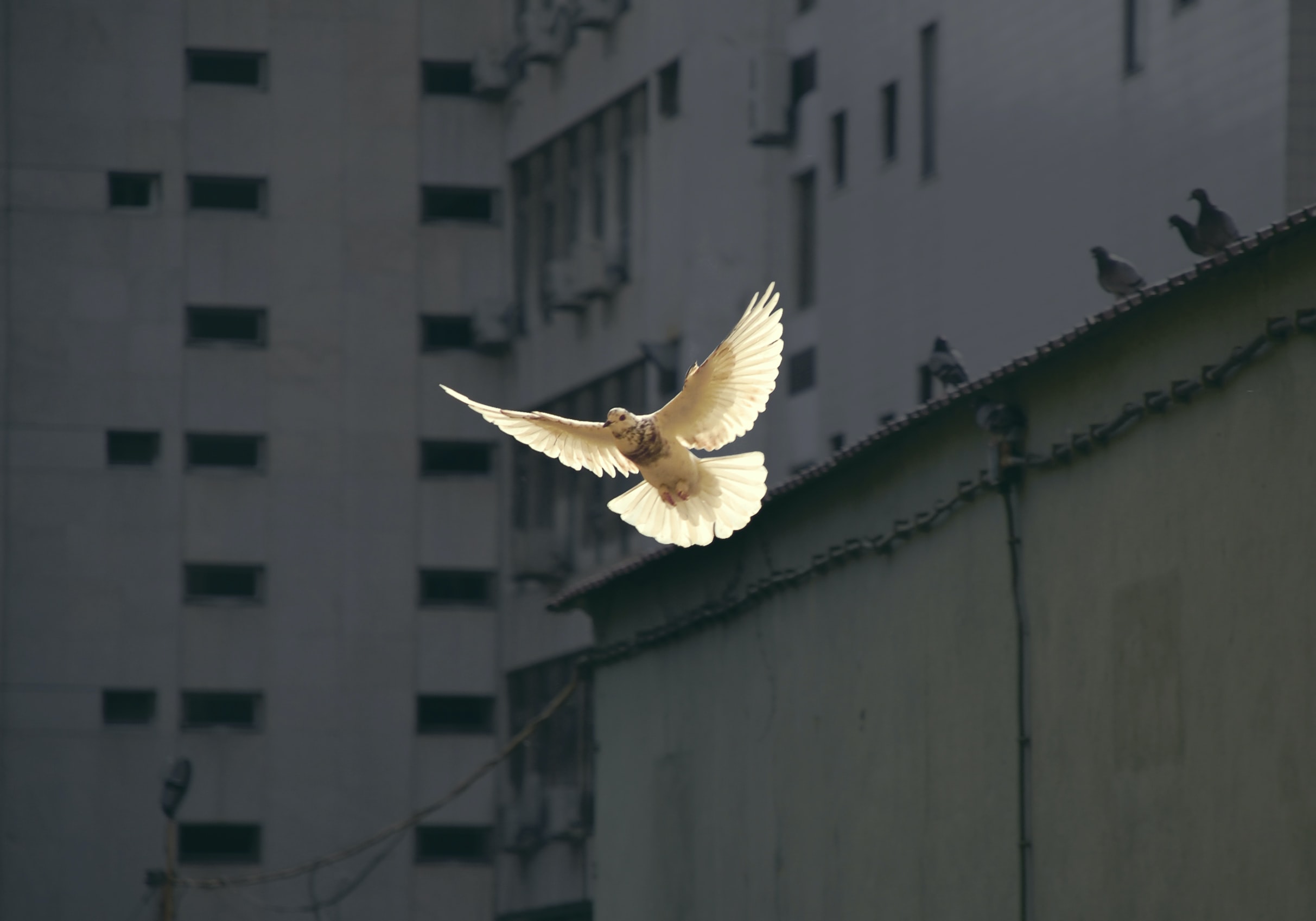 The Person of the Holy Spirit; who is the Holy Spirit?, Martyn Lloyd-Jones; Great Doctrines of the Bible