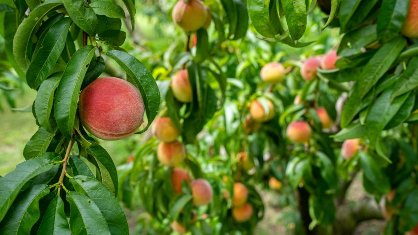Thinning the Peaches; Hebrews 12:1-2